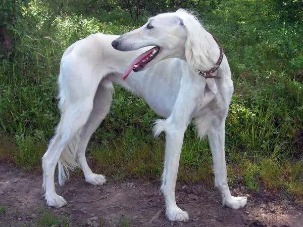 15 harvinaista koirarotua - Saluki