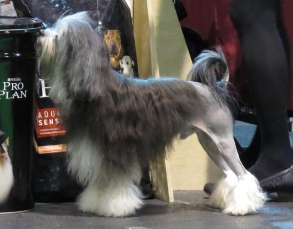 15 harvinaista koirarotua - Little Lion Dog