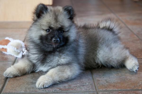 15 harvinaista koirarotua - Keeshond