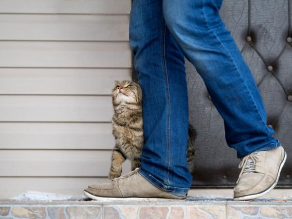 Miksi kissani hieroo kasvojaan omaani vasten?  - Miksi kissani hieroo minua vasten ja miau?