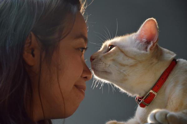Miksi kissani hieroo kasvojaan omaani vasten?  - Miksi kissani hieroo nenänsä omaani vasten?