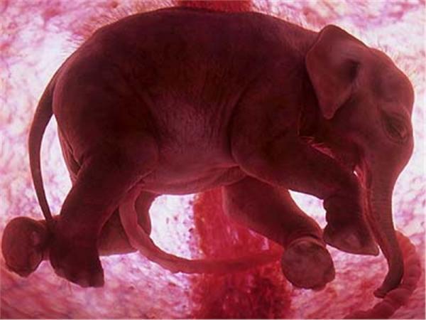 Selkärankaisten eläinten luokitus - Muut selkärankaisten eläinten luokitukset