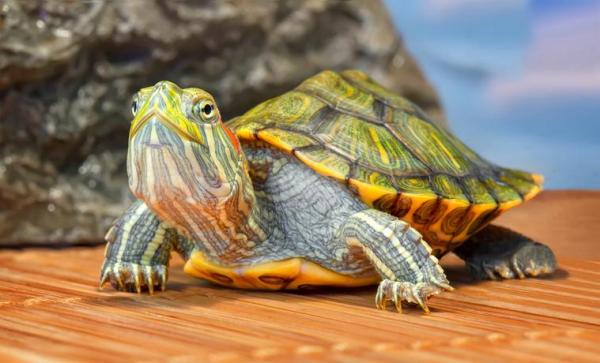 Mistä tietää kilpikonnan ikä?  - Kuinka monta vuotta kilpikonna elää?