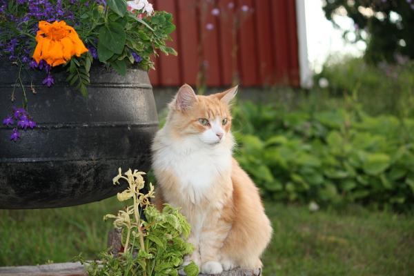 Kuinka monta kissaa kissalla voi olla?  - Sterilisoinnin tärkeys