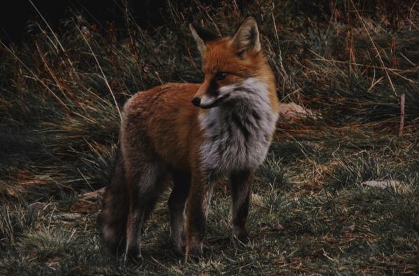 Yöeläimet - Red Fox