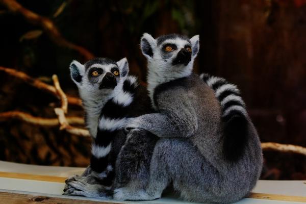 Yöeläimet - rengashäntälemur