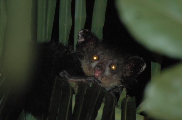 Yöeläimet - Aye-aye