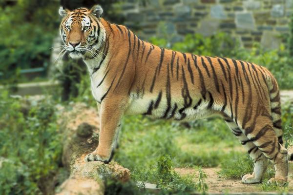 Bengalitiikerin ja Siperian väliset erot - Erot koon ja painon välillä