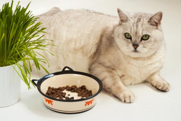 Miksi kissat eivät huomaa makeaa makua?  - Kissat: vaativat ruokailijat?