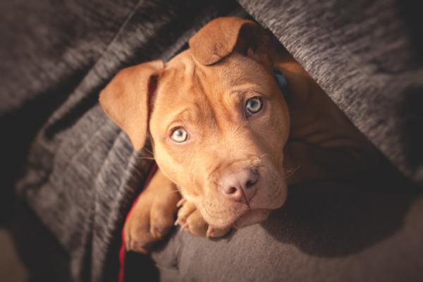Pitbullterrieri lastenhoitajana – onko pitbull vaarallinen lapsille?