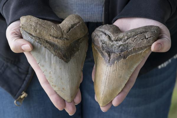Onko megalodonia olemassa?  - Onko megalodonhai vielä olemassa?