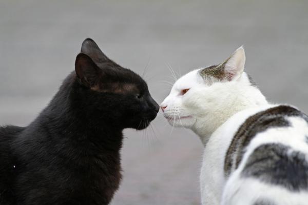 Miksi kissat haisevat peräaukon?  - Miksi kissat haistelevat toistensa peräaukkoa? 