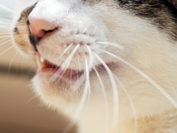 Miksi kissat haisevat peräaukon?  - Miksi kissat avaavat suunsa haistaessaan peräaukkoaan?