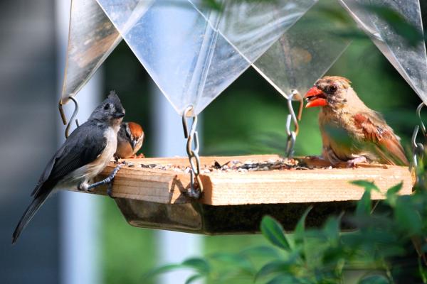 Kuinka houkutella lintuja puutarhaan?  - 1. Tarjoa heille ruokaa