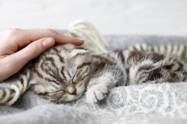 Miksi kissani naukaa, kun silitän sitä?  - Miau ja hyväilee