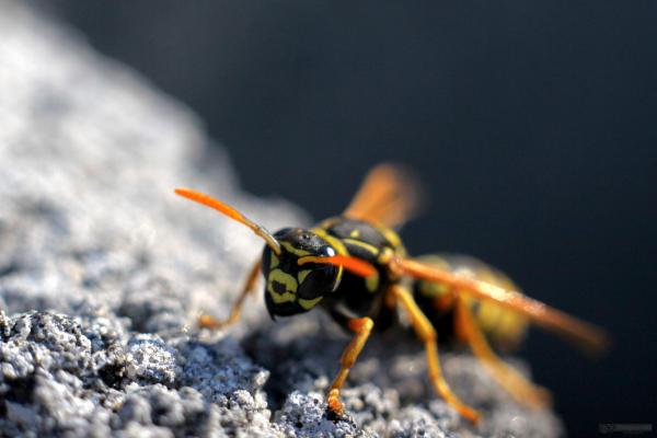 Ampiaisten tyypit - Vespid-alaperheet