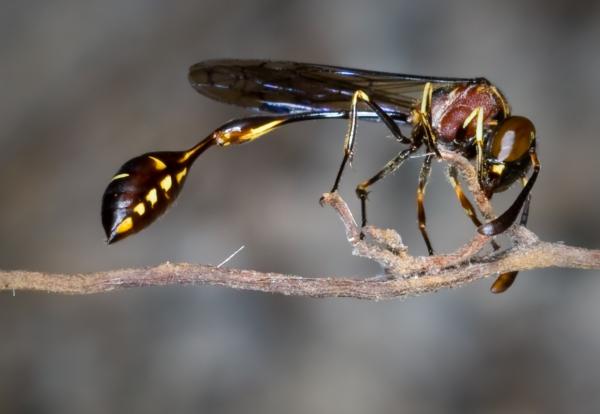 Ampiaisten tyypit - Euparagiinae- ja Stenogastrinae-suvut