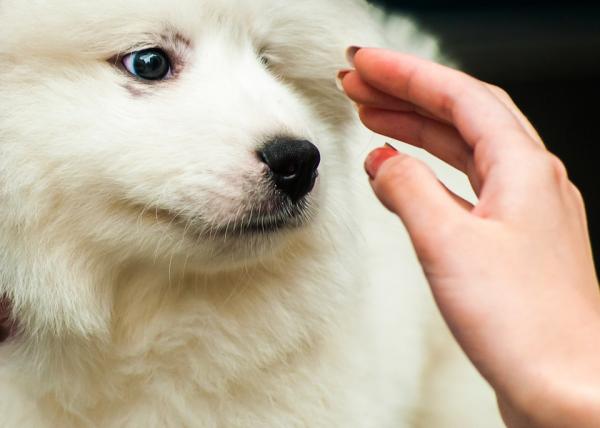 10 asiaa, jotka koirat tekevät paremmin kuin ihmiset - 9. Reagoi vaistomaisesti