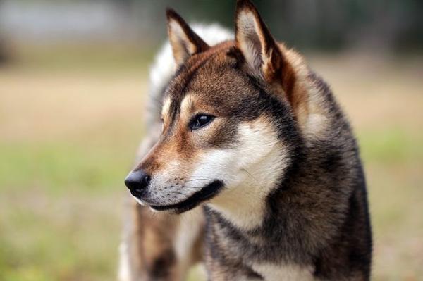 Koirarodut, joita FCI ei tunnusta - Shikoku inu