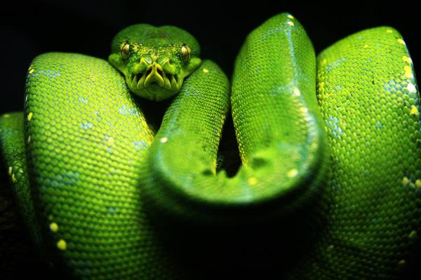 Käärmetyypit - Ei-myrkylliset käärmeet