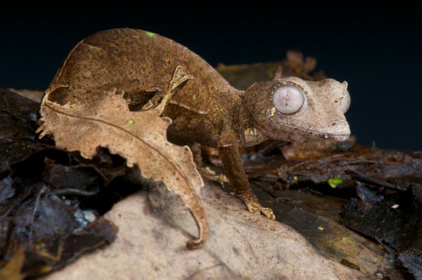 8 eläintä, jotka naamioivat itsensä luonnossa - Flat-tailed gecko