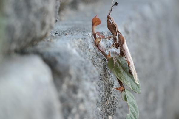 8 eläintä, jotka naamioivat itsensä luonnossa - Ghost mantis