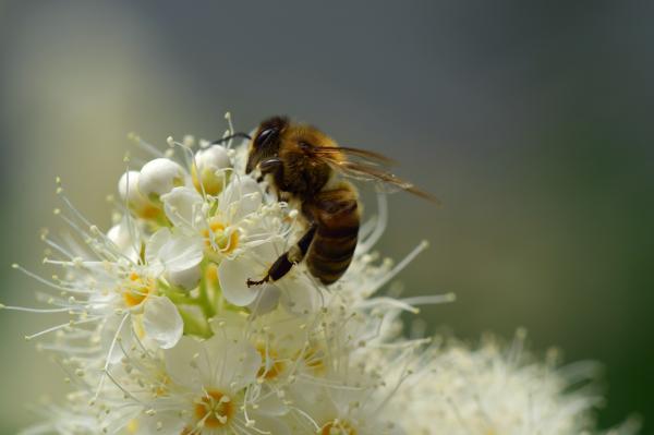 Miten mehiläiset tekevät hunajaa?  - Miten hunaja kerätään? 
