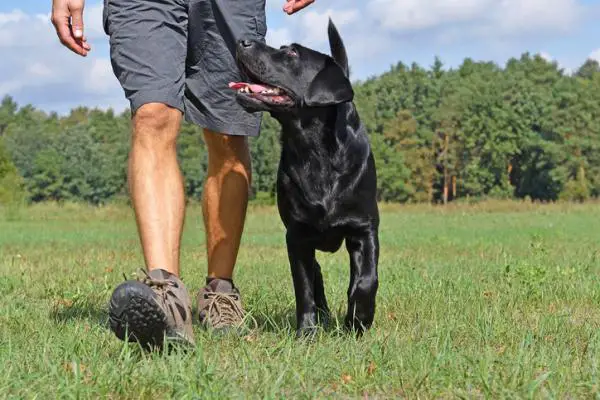 Mitä se tarkoittaa, kun koira tuijottaa sinua?  - Koirasi tarkkailee sinua tarkasti harjoituksensa aikana