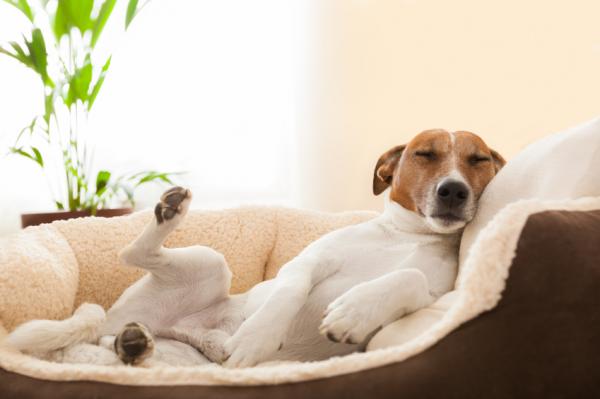 Miksi koirani hengittää hyvin nopeasti nukkuessaan?  - Koiran unen ominaisuudet