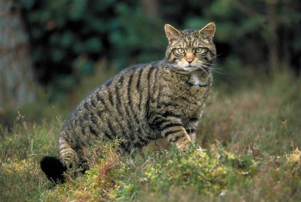 Wildcat-jakelu Espanjassa - Henkilökohtainen kokemus