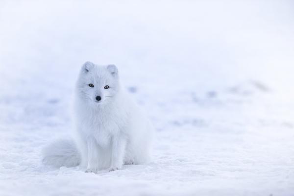 Väriä muuttavat eläimet - 10. Arctic Fox