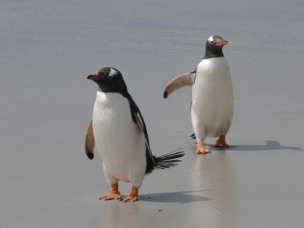 Uteliaisimmat seurustelurituaalit eläimillä - Gentoo-pingviinin yksinkertaisuus