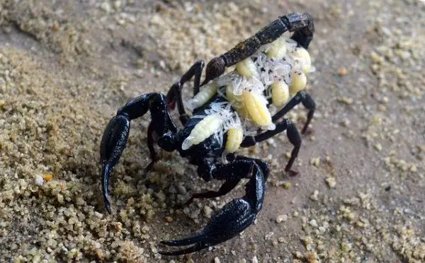 Miten skorpionit syntyvät?  - Skorpioninvauvojen ominaisuudet