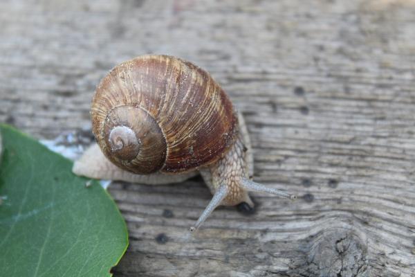 Eläimet kuorilla - Esimerkkejä kuvilla - Mihin eläinten kuoret ovat?