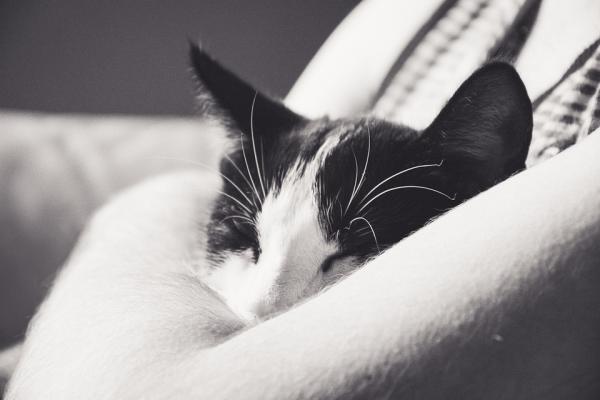 Miksi kissani nukkuu tyynylläni?  - 2. Hän pitää tuoksustasi