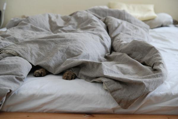 Miksi kissani nukkuu tyynylläni?  - 3. Sinun täytyy tuntea olosi turvalliseksi