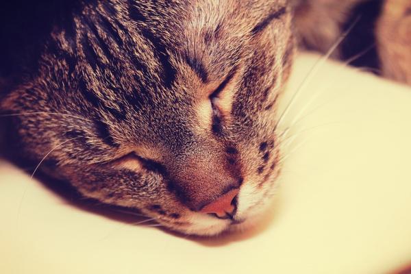 Miksi kissani nukkuu tyynylläni?  - 1. Etsi kehon lämpöä