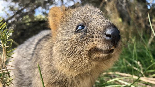Quokka - Ominaisuudet, elinympäristö ja suojelun taso - Quokan ominaisuudet