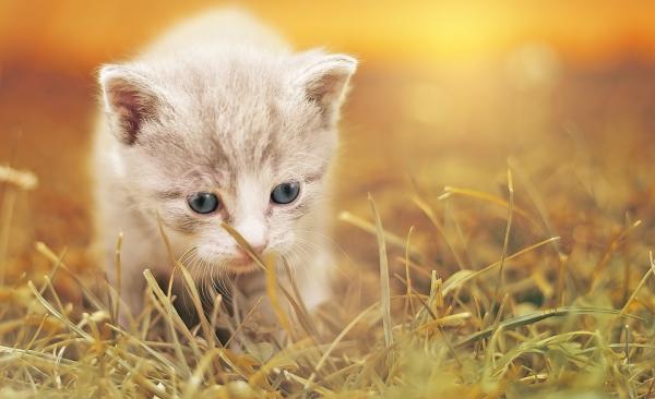 Mistä tietää kissan iän?  - Tiedä pienen kissan ikä