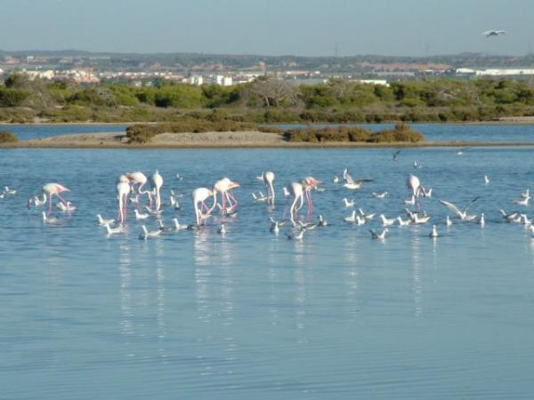 Missä flamingot asuvat Espanjassa?  - San Pedro de Pinatarin alueellinen puisto