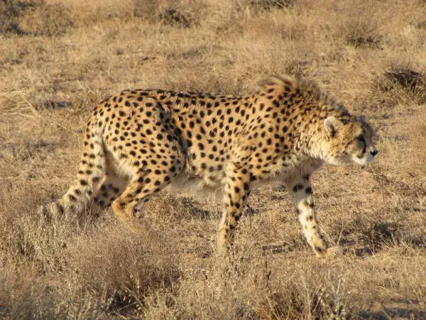 Erot gepardin ja leopardin välillä - muut gepardit