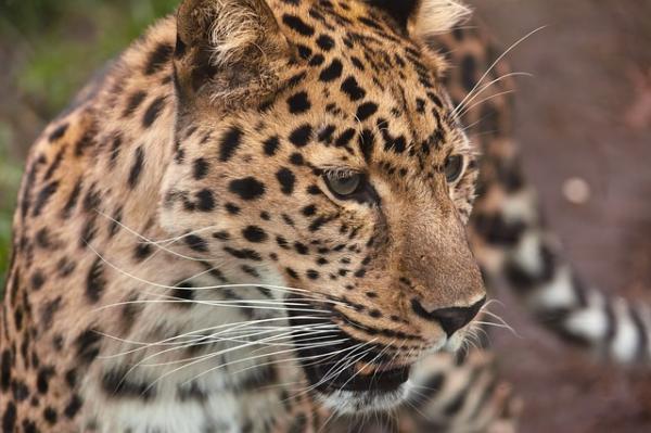 Erot gepardin ja leopardin välillä - Uteliaisuutta leopardista