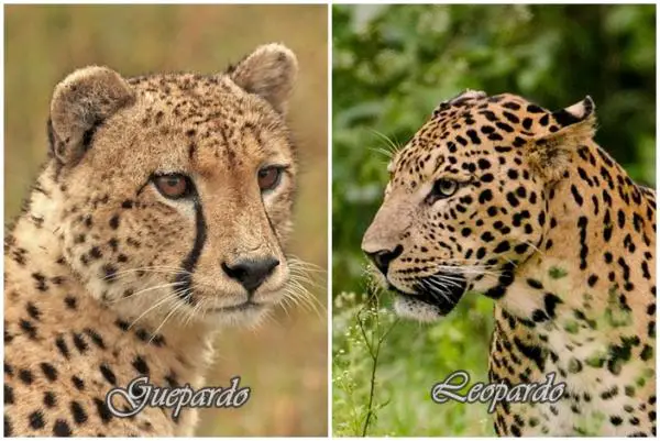 Erot gepardin ja leopardin välillä - ulkonäön erot