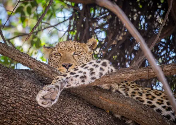 Erot gepardin ja leopardin välillä - Leopardi ja gepardi metsästäjinä