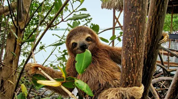 Maailman hauskimmat eläimet - Sloth
