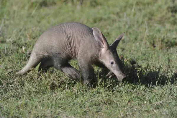 Maailman hauskimmat eläimet - Aardvark
