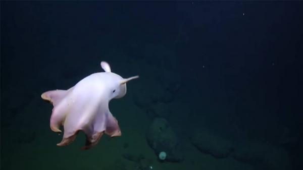 Maailman hauskimmat eläimet - Dumbo Octopus 