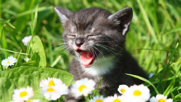 Miksi kissani naukaa paljon?  - Pentu ja miau 