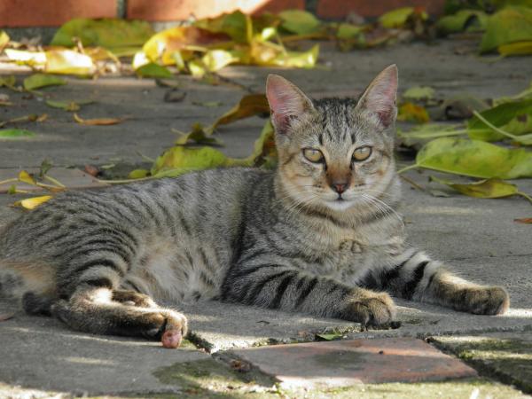 Miksi kissani naukaa paljon?  - Oletko adoptoinut kulkukissan?