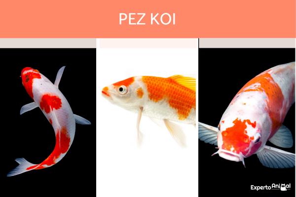 Japanilaiset kalat - tyypit ja ominaisuudet - Koi Fishin ominaisuudet